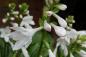 Preview: Hosta 'Royal Standard' | Lilien-Funkie